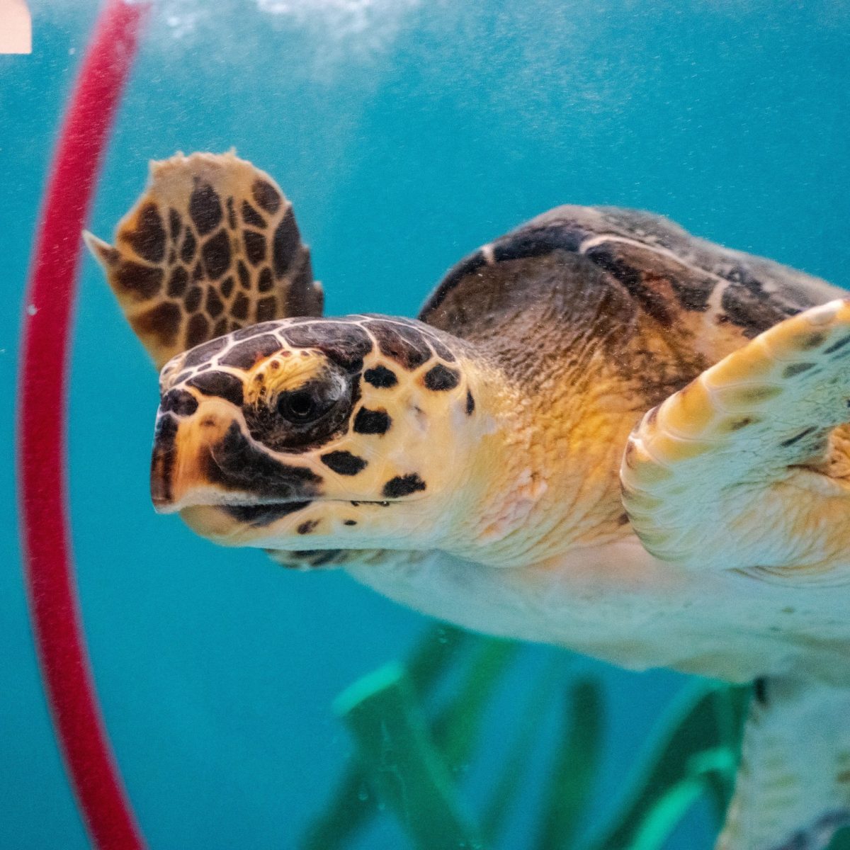 Bagheera, a cold-stunned Hawksbill Sea Turtle found in Avon, is making ...