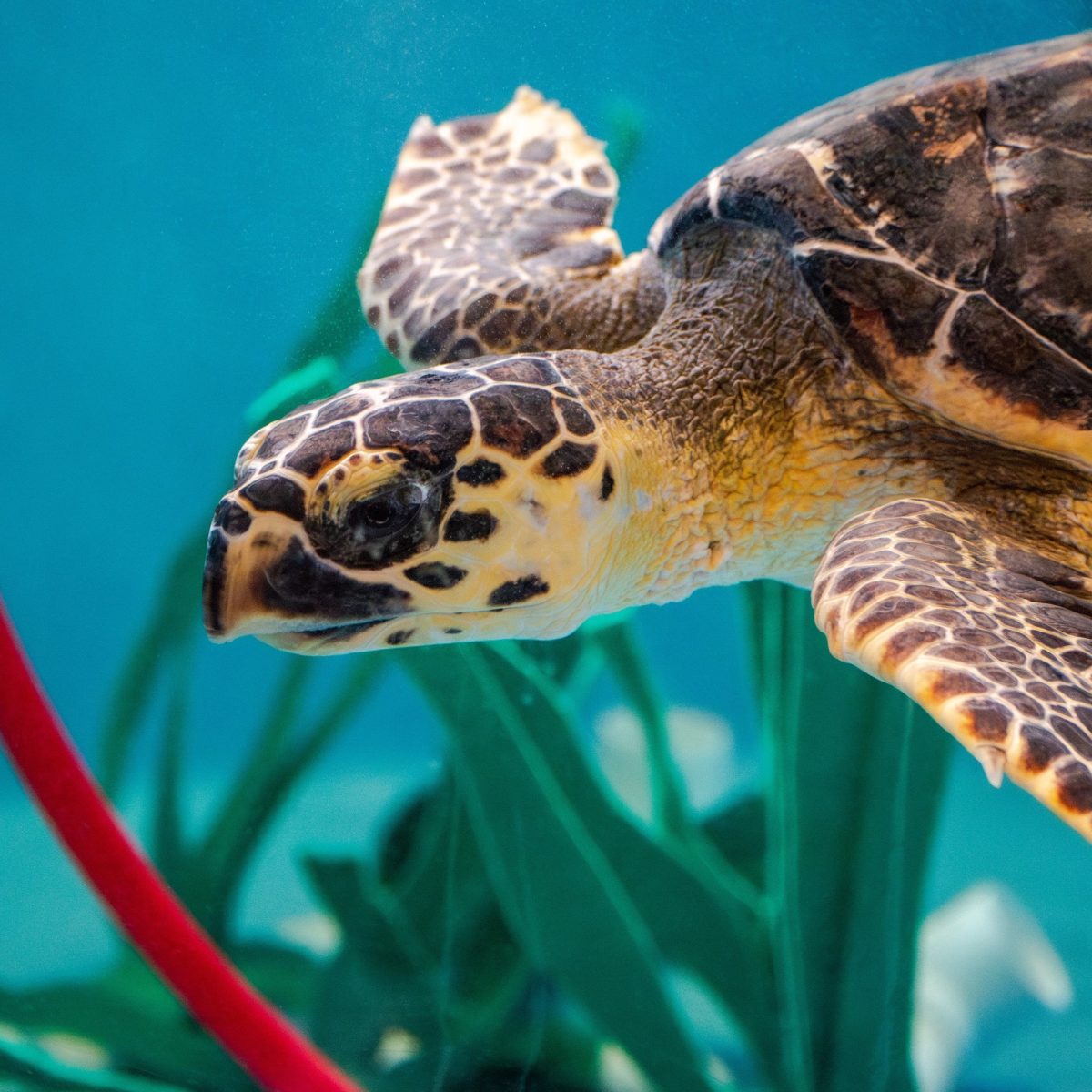 Bagheera, a cold-stunned Hawksbill Sea Turtle found in Avon, is making ...