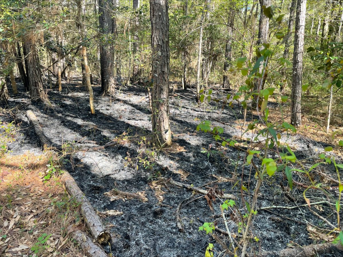 National Park Service seeks information on human-caused fires at Fort ...