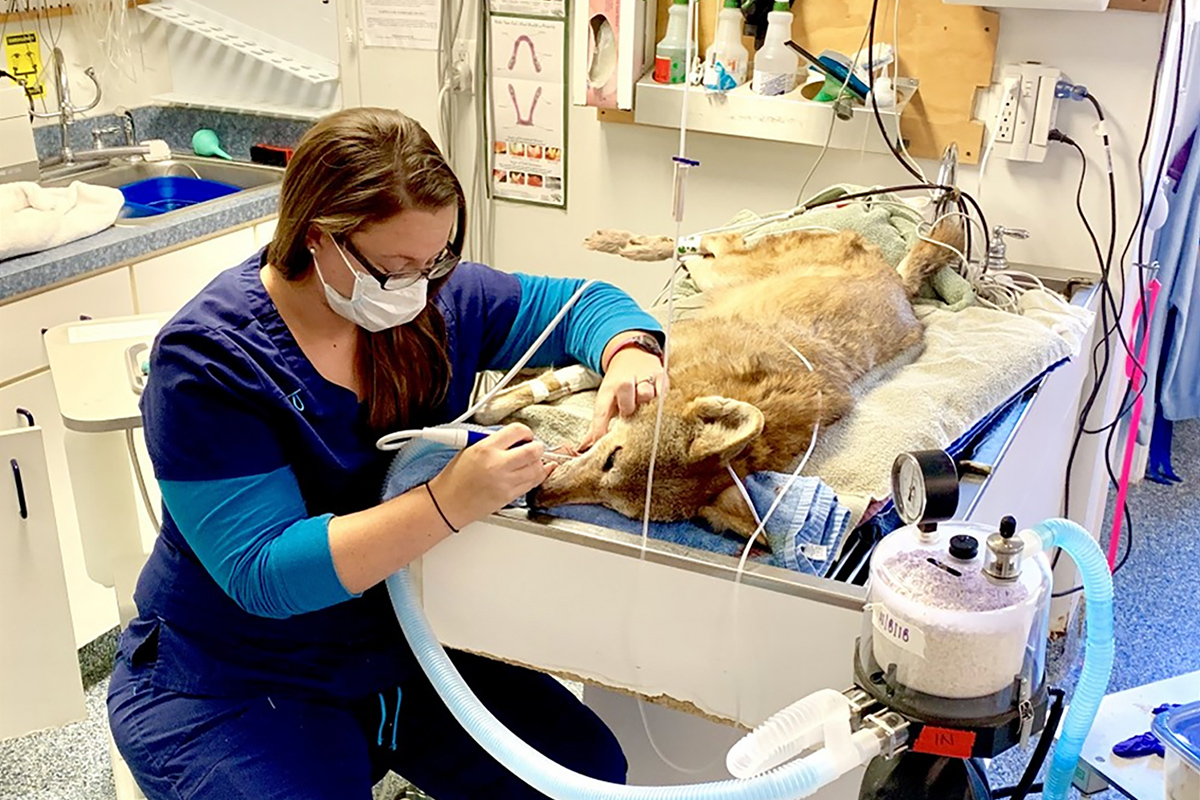 Roanoke-Island-Animal-Clinic-preview
