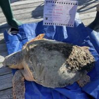 SEATURTLE-OCRACOKE3