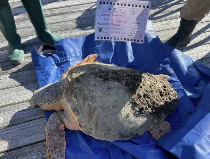 SEATURTLE-OCRACOKE3