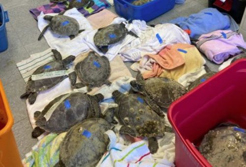 Nearly 400 cold stunned sea turtles treated and released by N.C ...