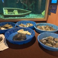 turtles-in-pools-by-exhibit