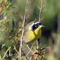 ocracoke bird count 2