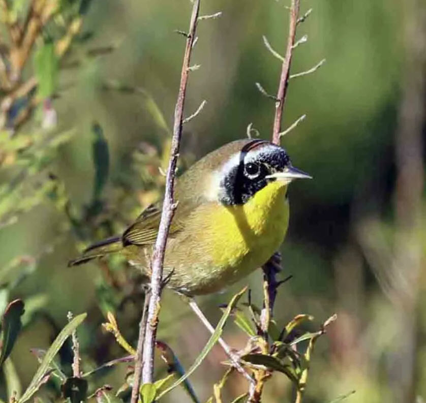 ocracoke bird count 2