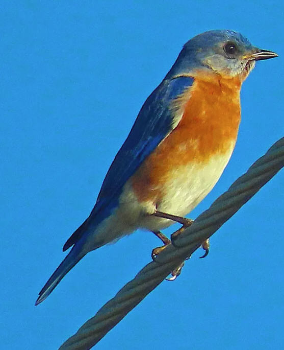 ocracoke bird count 5