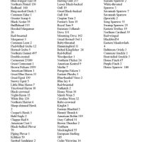 ocracoke bird count 7