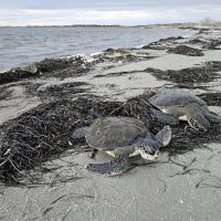 sea turtles photo from nest