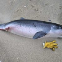 sperm whale calf